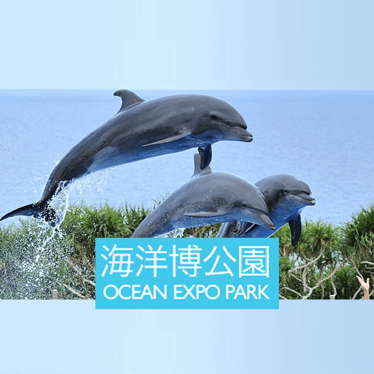 沖縄の植物体験イベント7月「オリジナルはがき作り」