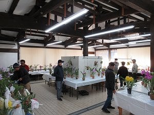 冬の洋ラン展