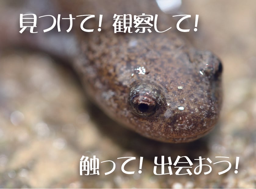 カエルの学校「池の中で、春を待つ生き物をさがそう!!」