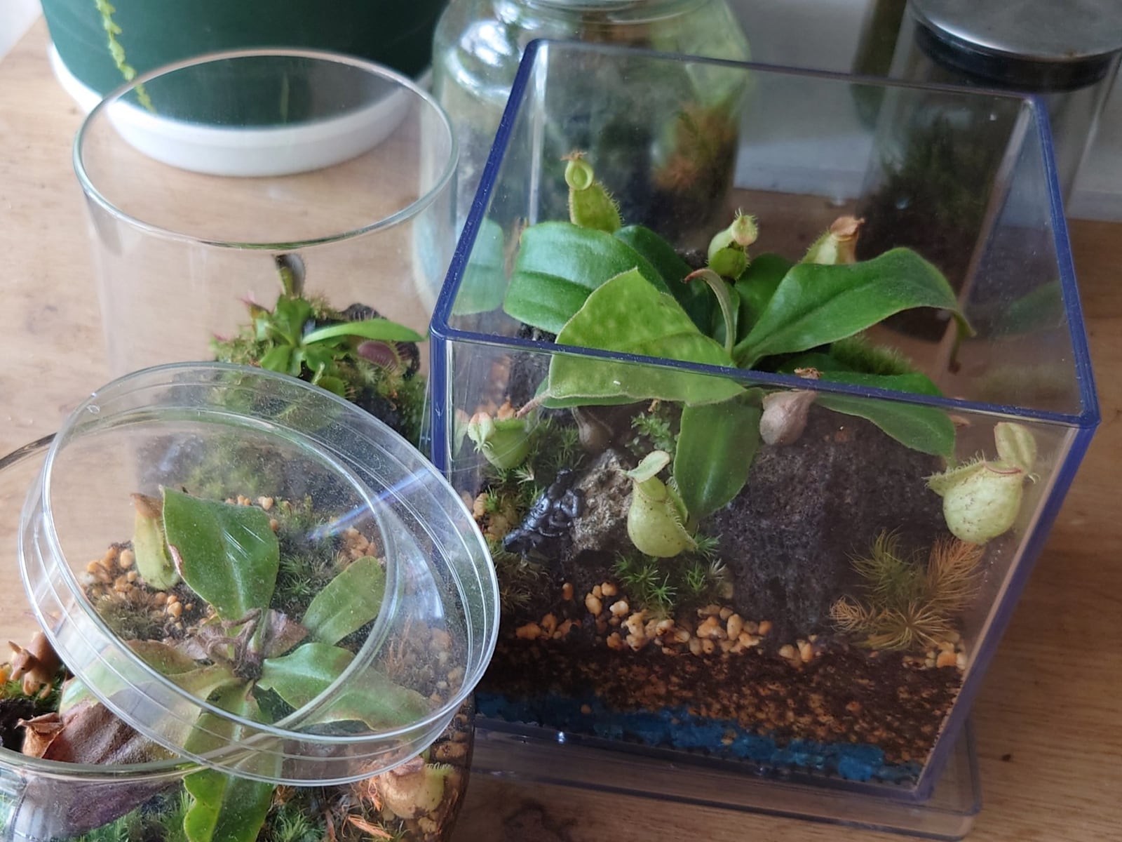 都市緑化ホール 市民園芸講座「食虫植物のテラリウム」