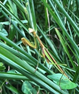 観察イベント「カマキリ見つけ隊！」