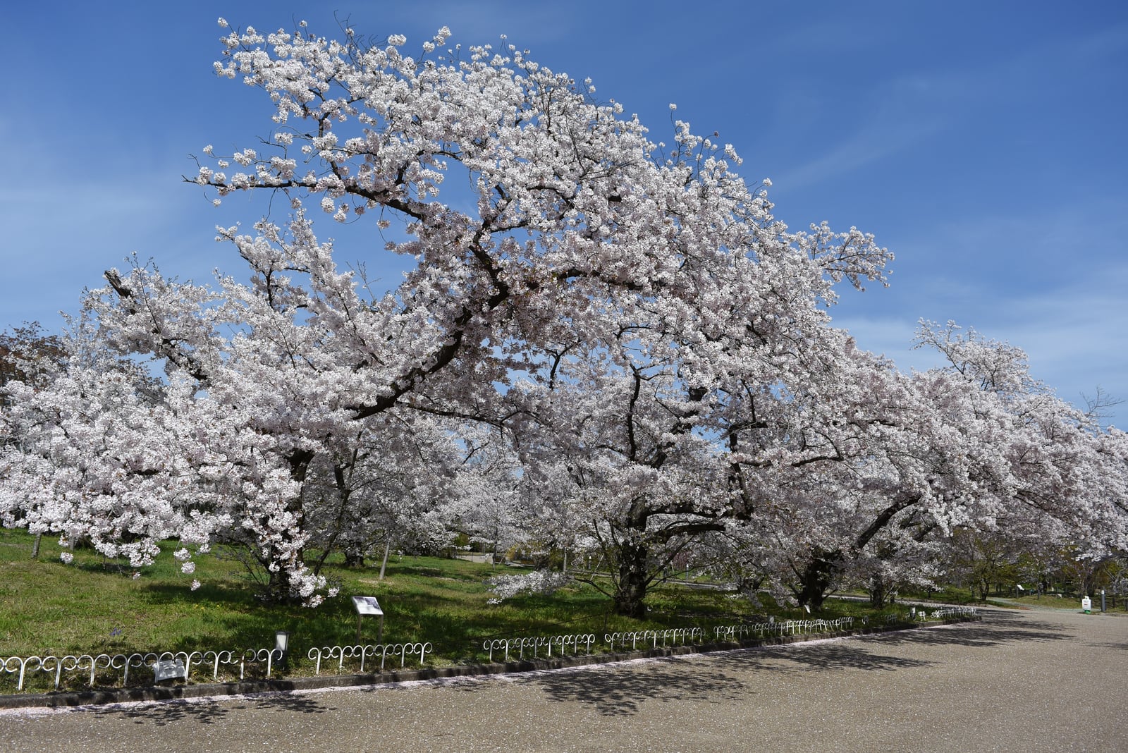 【3/23(月)～3/30(月)】京都府立植物園サクラガイド