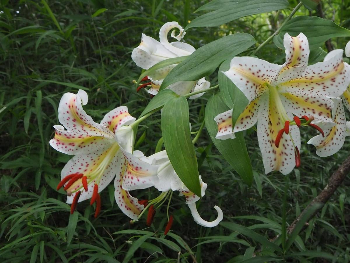 令和8年度「楽・楽家庭菜園~秋冬野菜~」