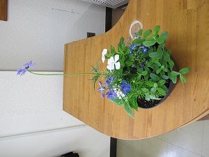6月の寄せ植え教室
