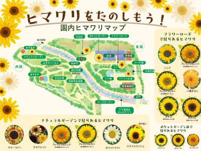 ヒマワリフェア