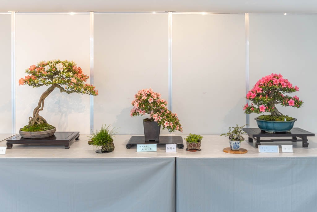 第46回さつき花季展示会