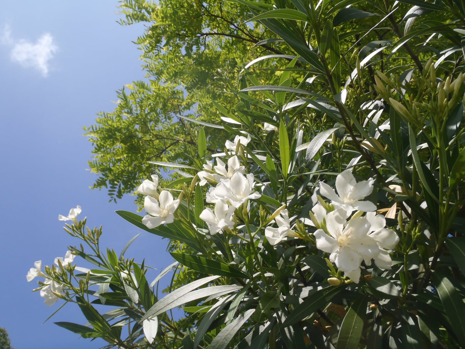 花と緑の教室「【おやこ講座】植物園クエスト~夏に咲く花はどのくらいあるの!?~」