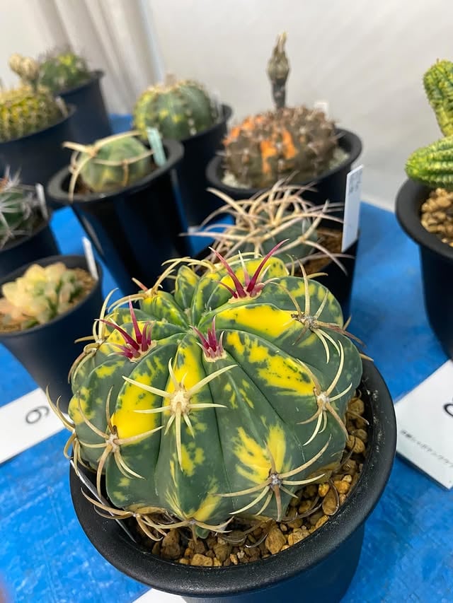 6月例会