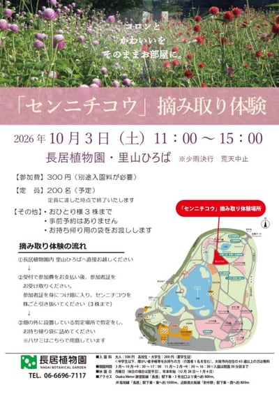 センニチコウ摘み取り体験
