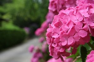 バラの育て方教室