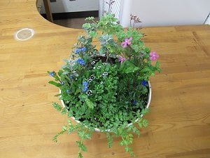 3月の寄せ植え教室