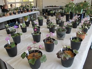 野生ラン展