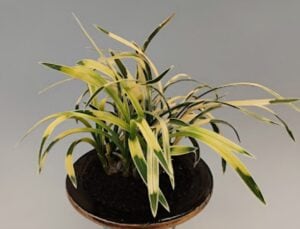 【展示・販売】 茨城県愛蘭会 秋季展示会