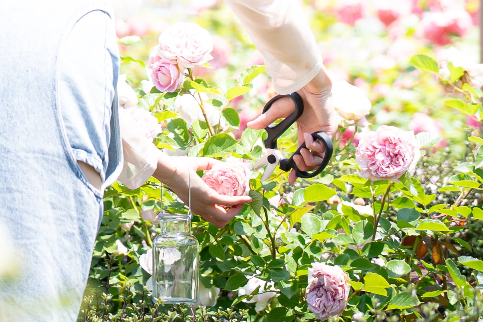 サムネイル: 春バラと草花の花摘み