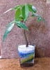 カラーサンドで観葉植物