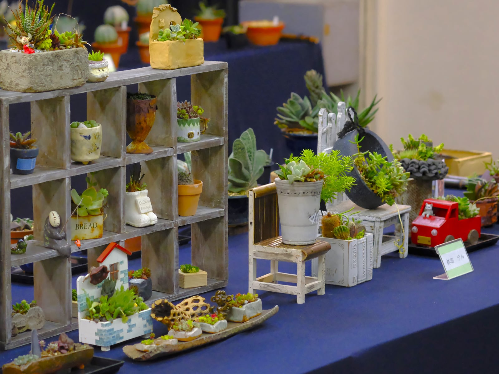 多肉植物展示会