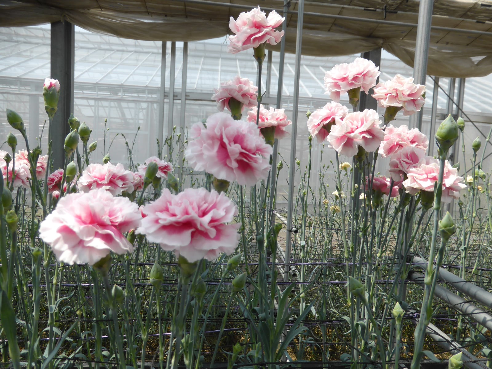 カーネーションの花摘み体験・タマネギの収穫体験