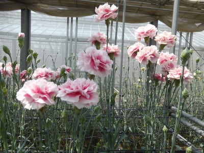 カーネーションの花摘み体験・タマネギの収穫体験