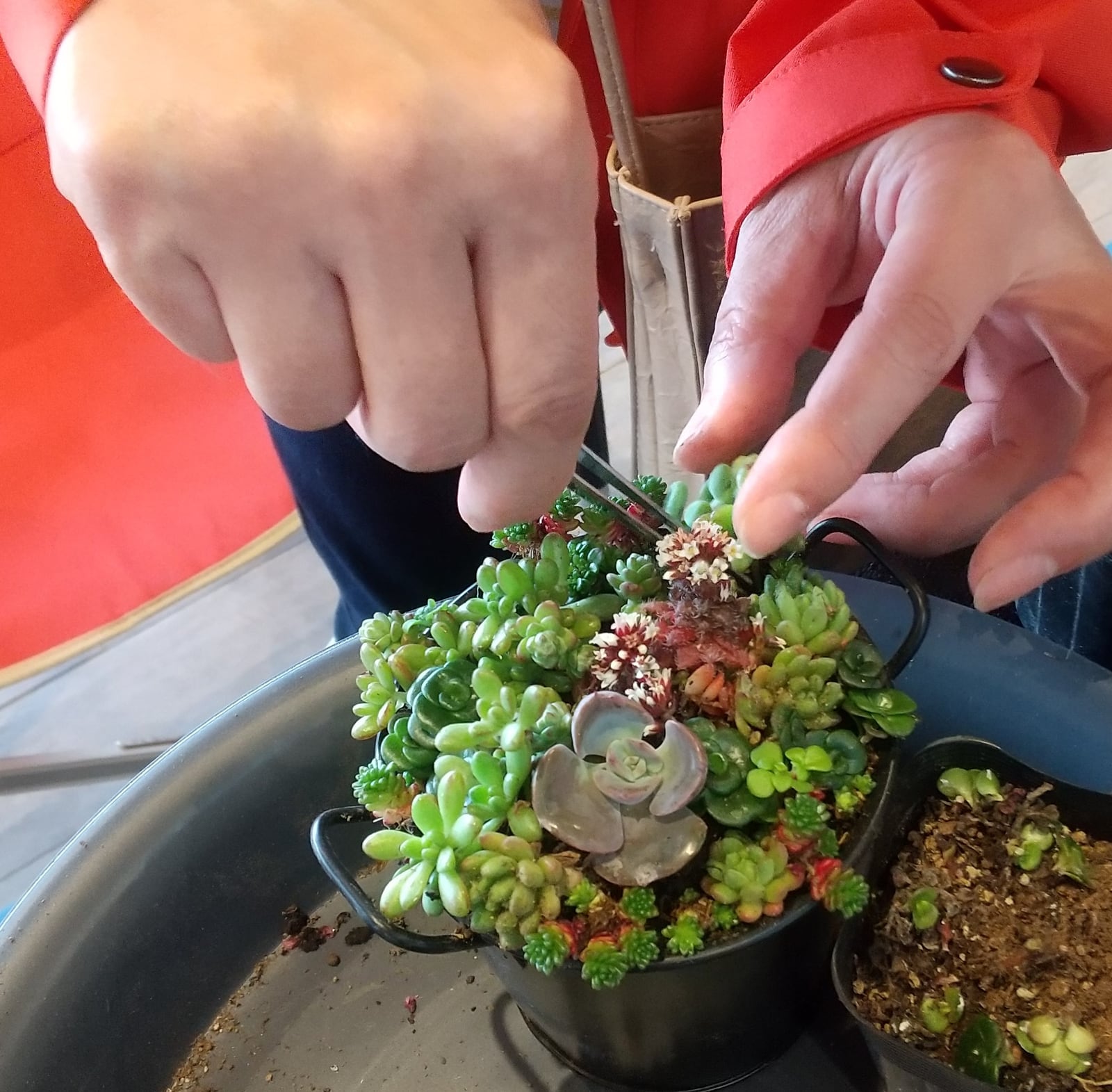 花と緑の教室「多肉植物入門~育て方・楽しみ方と寄せ植え~」