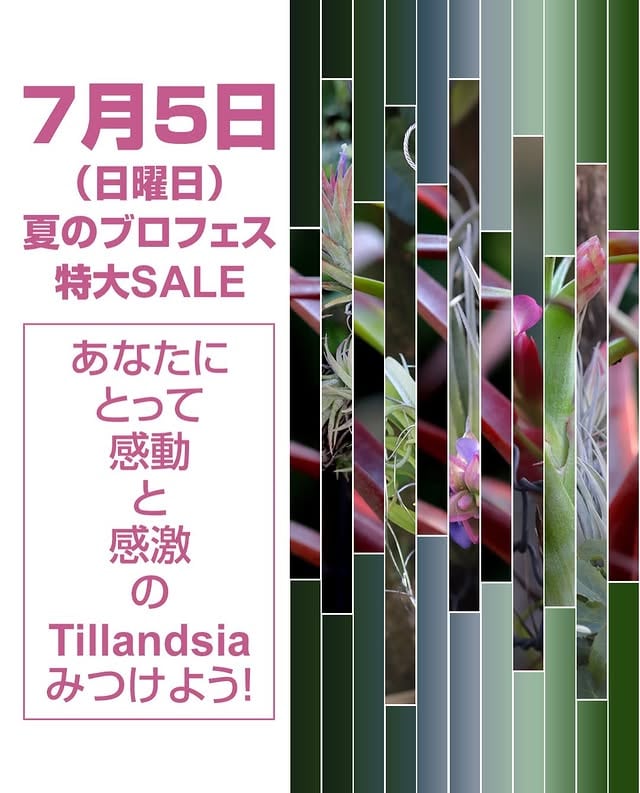 夏のブロメリアフェスティバル