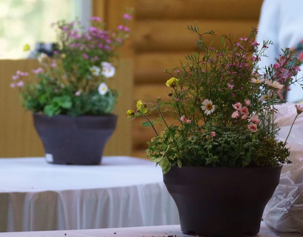 春の寄せ植え教室