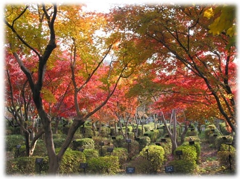 園内の紅葉