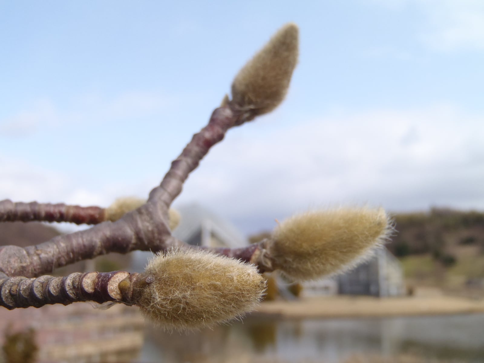 花と緑の教室「園内解説walk~冬芽と樹皮をみにいこう!~」