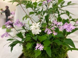 【展示・販売】 野生蘭・山野草展 – 茨城県植物園