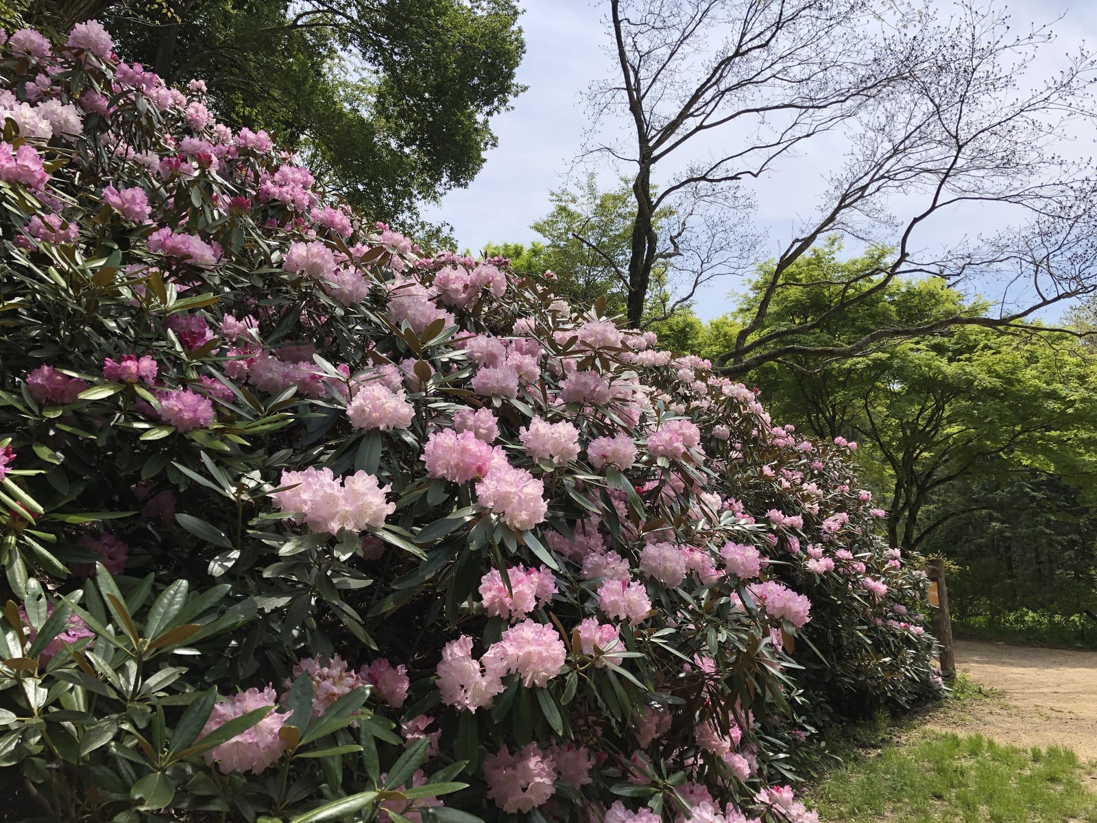 植物園の新緑・つつじ・しゃくなげ散策