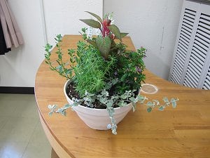 7月の寄せ植え教室