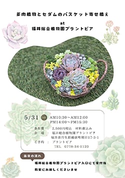 多肉植物とセダムのバスケット寄せ植え