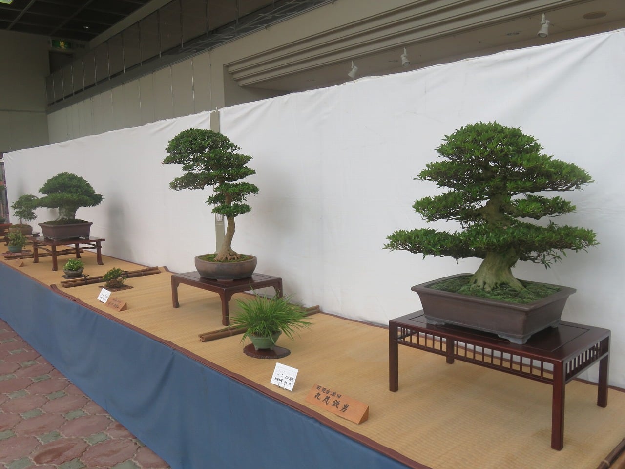さつき芽吹き展