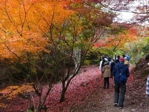 11月の植物観察会 （自由参加）