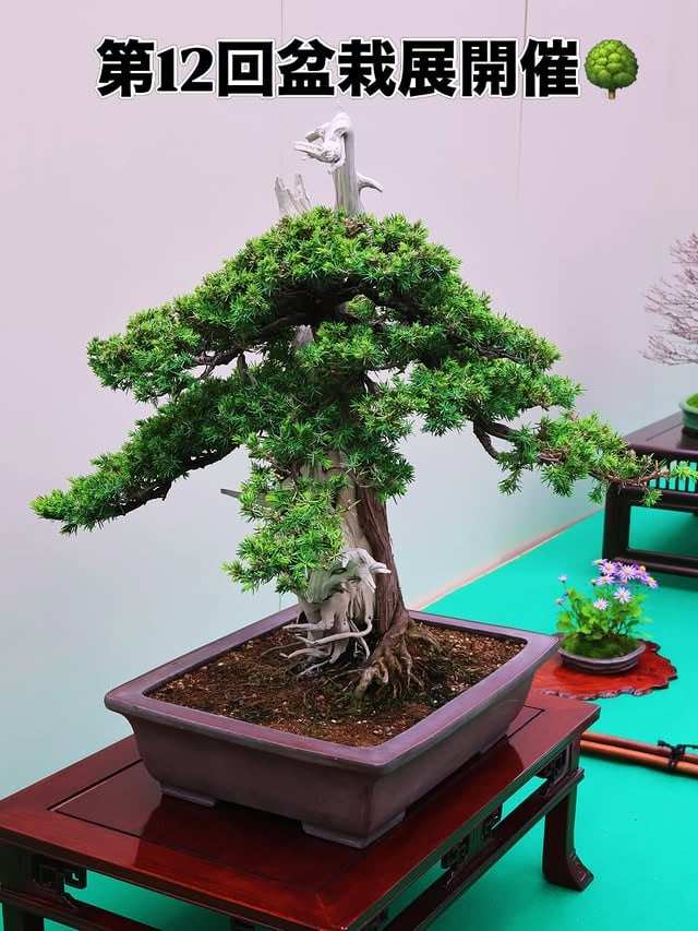 第12回掛川花鳥園盆栽展