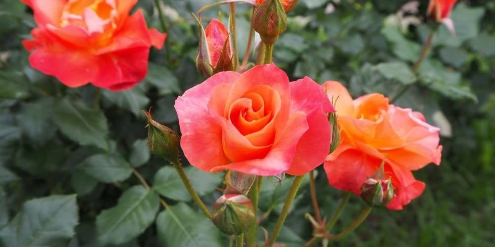 こどもサイエンス講座「植物にもひみつがあるのだ」