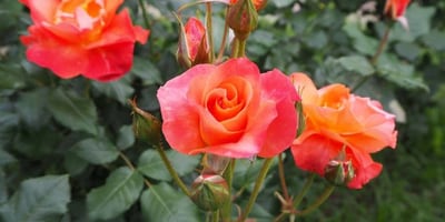 こどもサイエンス講座「植物にもひみつがあるのだ」