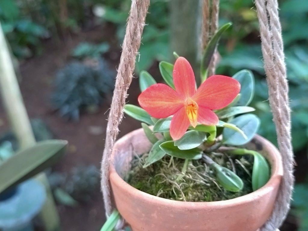 講習会&ガイド「世界を旅する植物館のラン」