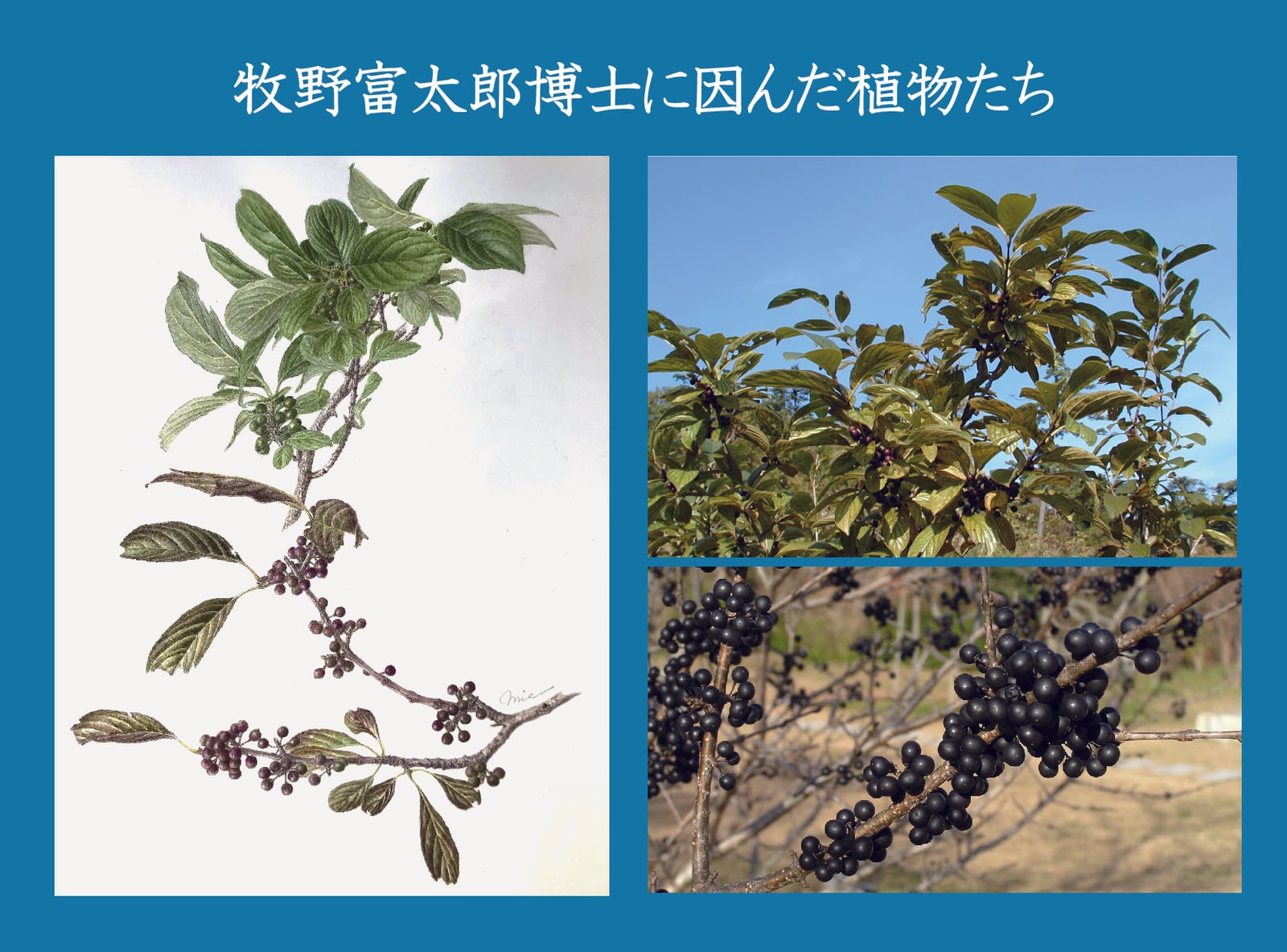 企画展「牧野富太郎に因んだ植物たち」