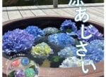 好評につき今週末も「納涼アジサイ」(2026年7月23日)