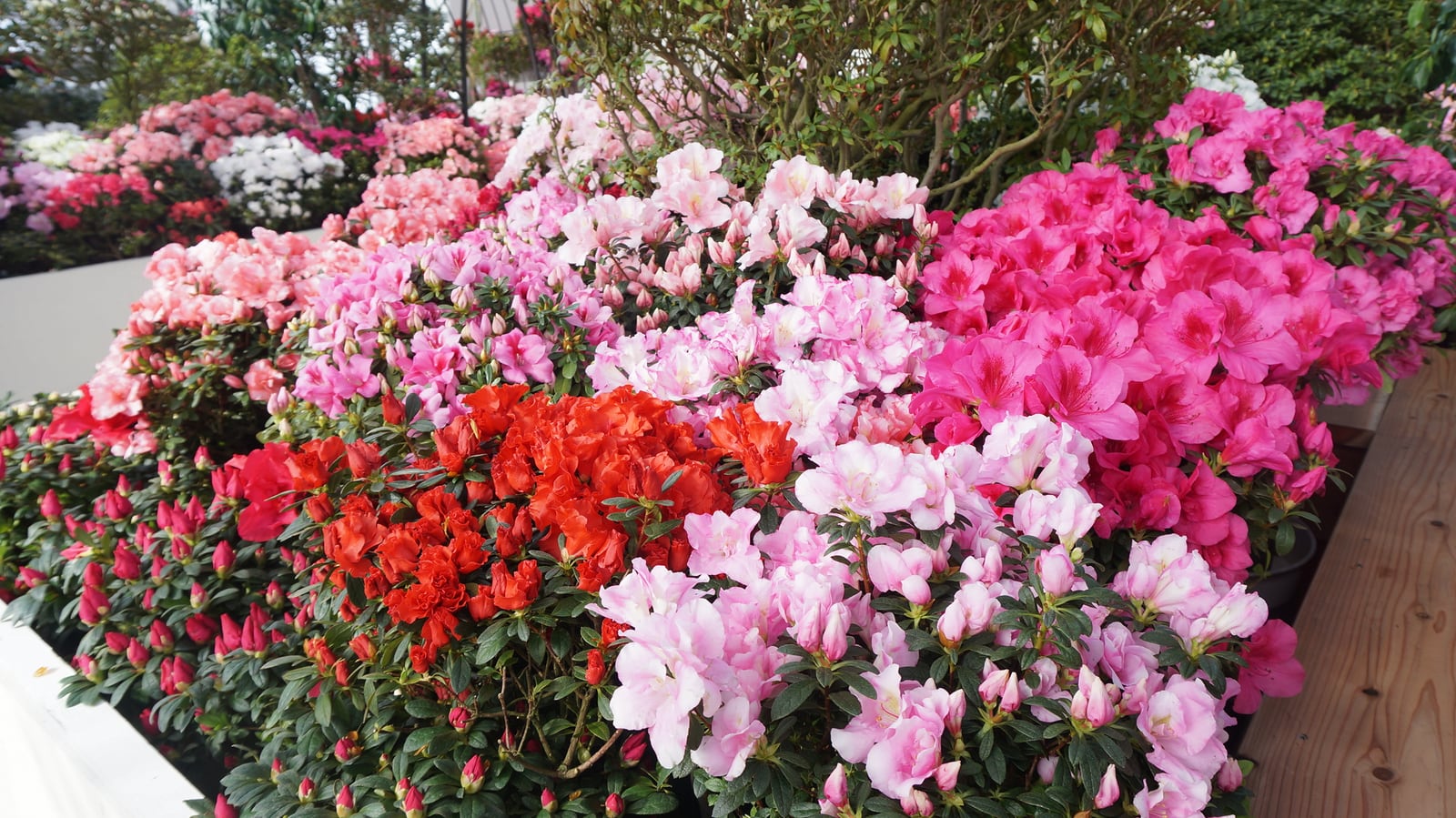 花と緑の教室「園内解説walk~色とりどりのアザレアをみにいこう!~」