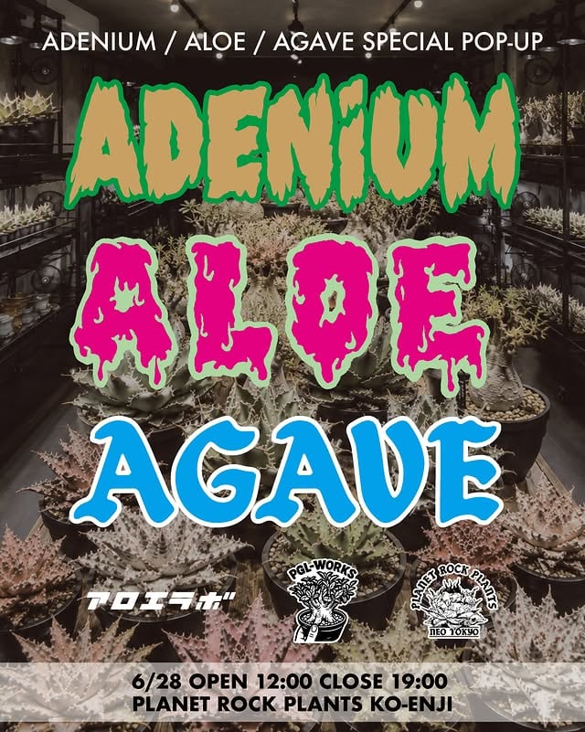 ADENIUM / ALOE / AGAVE SPECIAL POP-UP