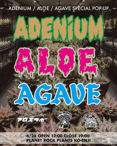 ADENIUM / ALOE / AGAVE SPECIAL POP-UP