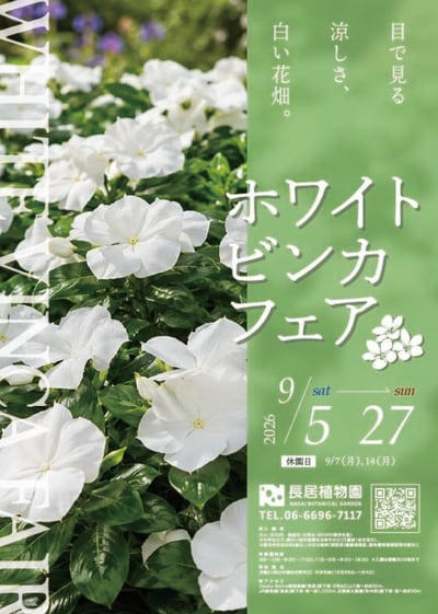 ホワイトビンカの花苗プレゼントキャンペーン
