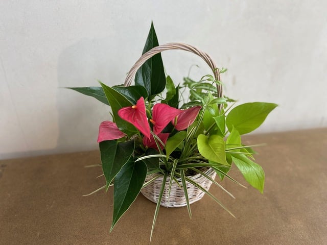 花とみどりの寄せ植え教室2026「観葉植物の寄せ植え」