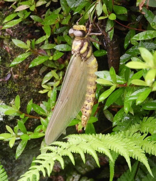 オニヤンマの羽化を自分で探そう!【ガイドなし】