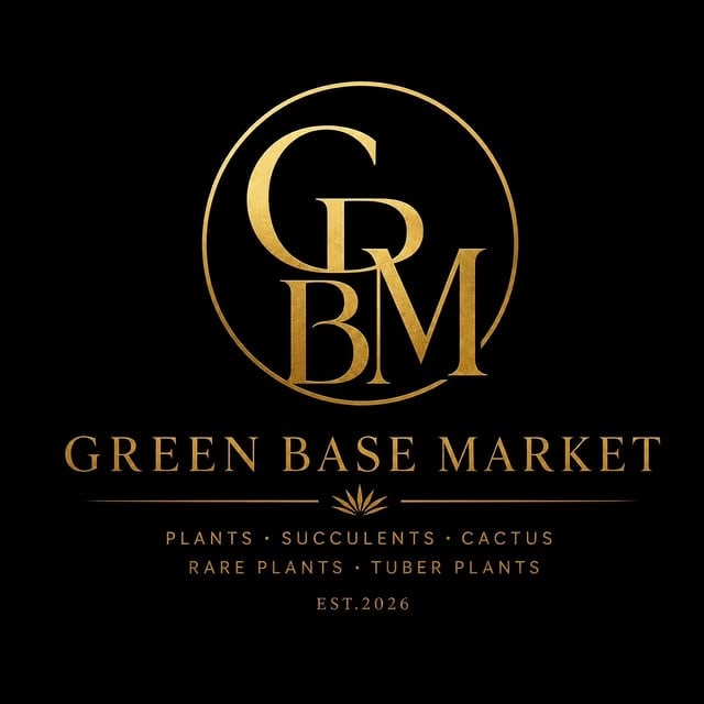 GREEN BASE MARKET