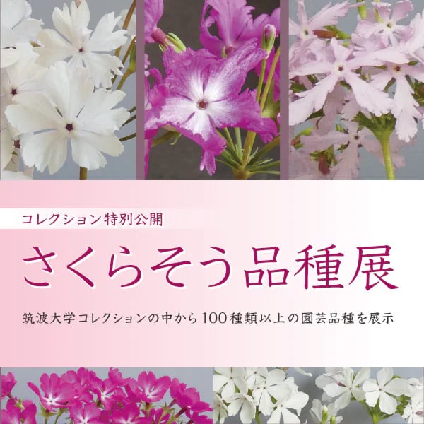 コレクション特別公開「さくらそう品種展」