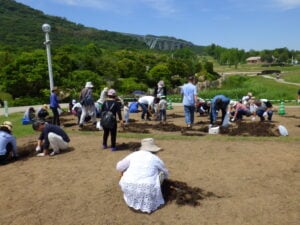 チューリップの球根掘り体験