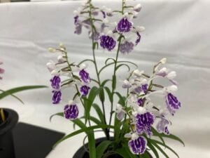 【展示・販売】 ウチョウラン展 – 茨城県植物園