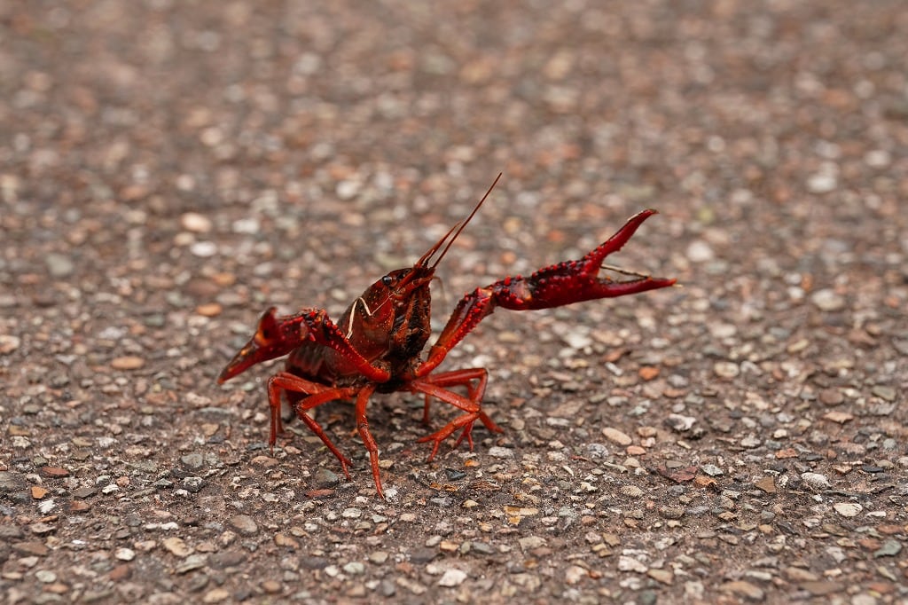 みちのくPARKプチボラ体験「アメリカザリガニを獲ろう」 イメージ画像1